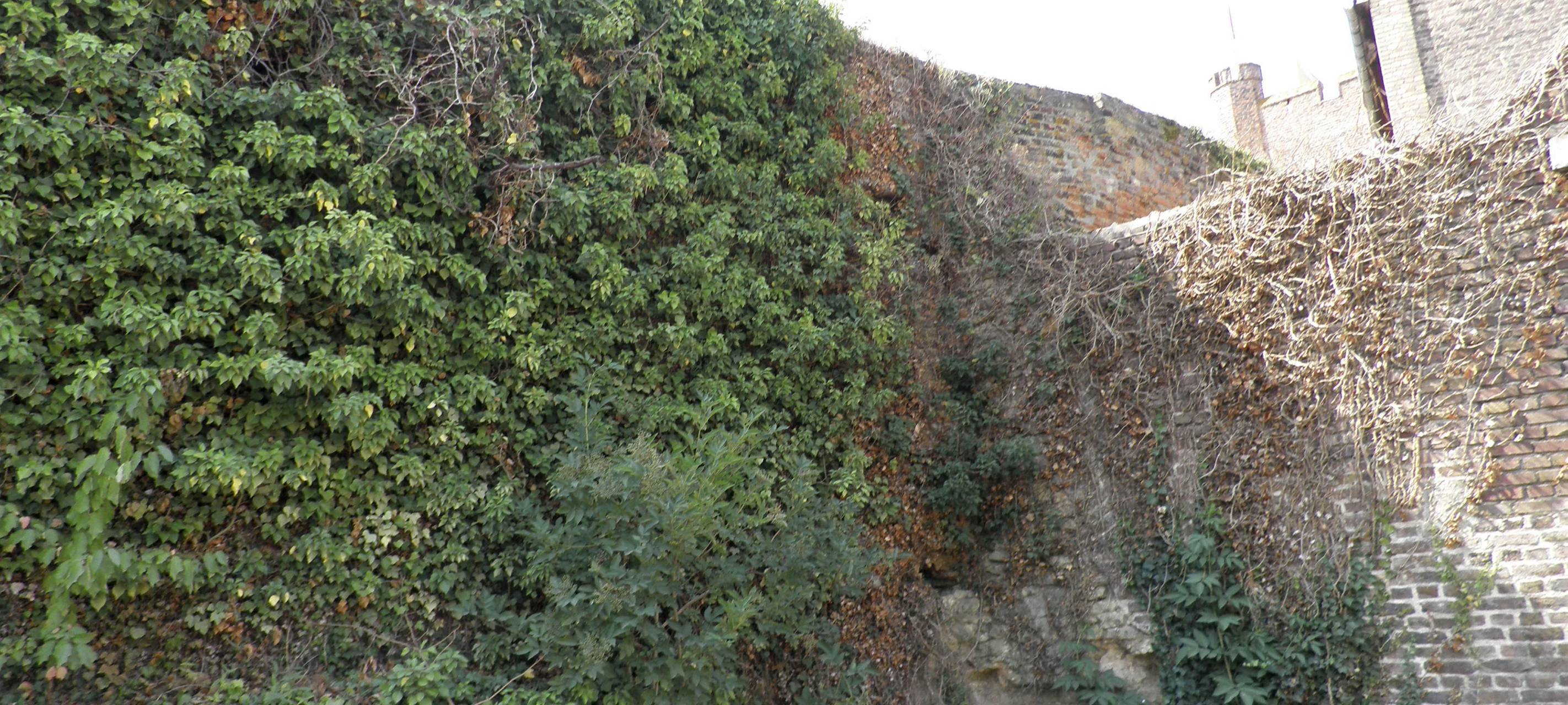 Mehr Geld für Sanierung der Zülpicher Stadtmauer