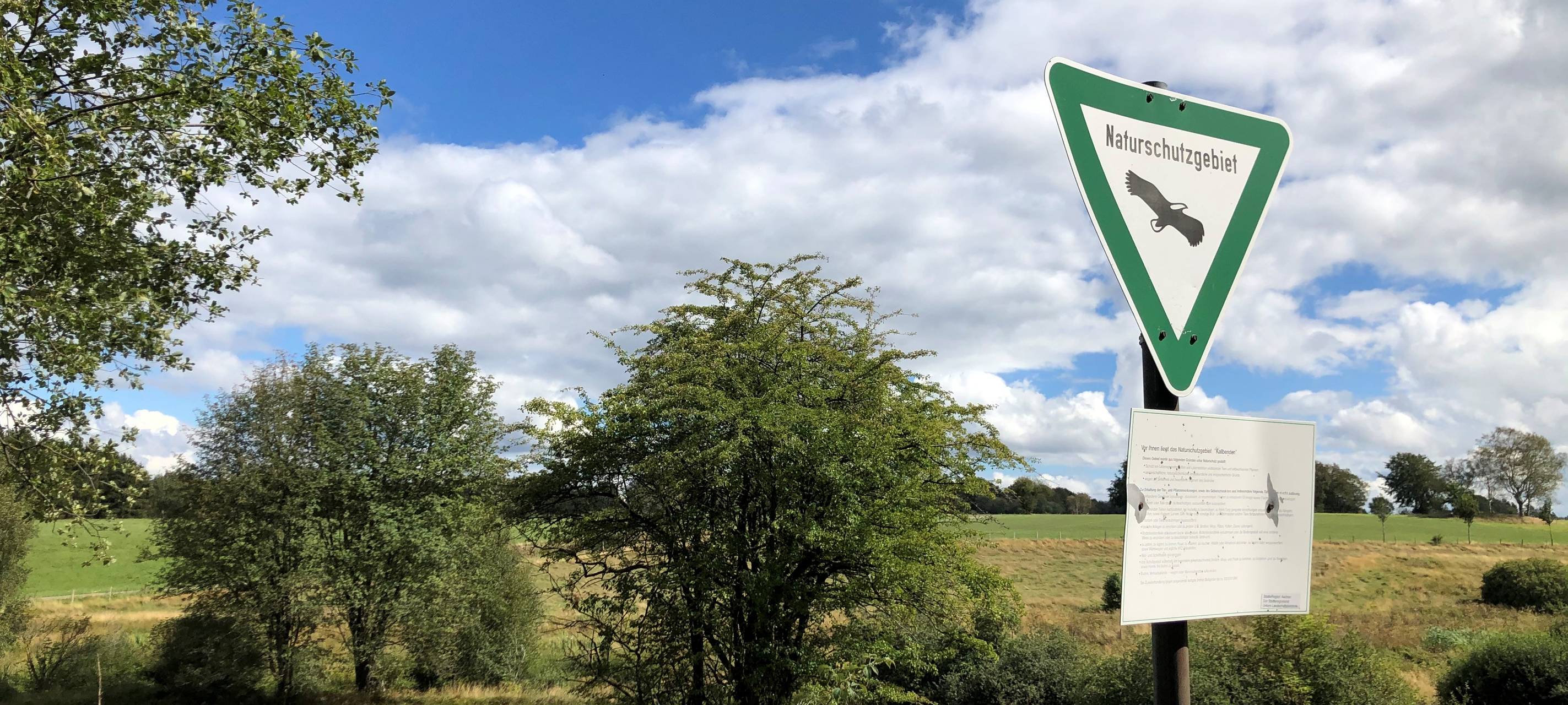 So sammelst Du Bärlauch richtig