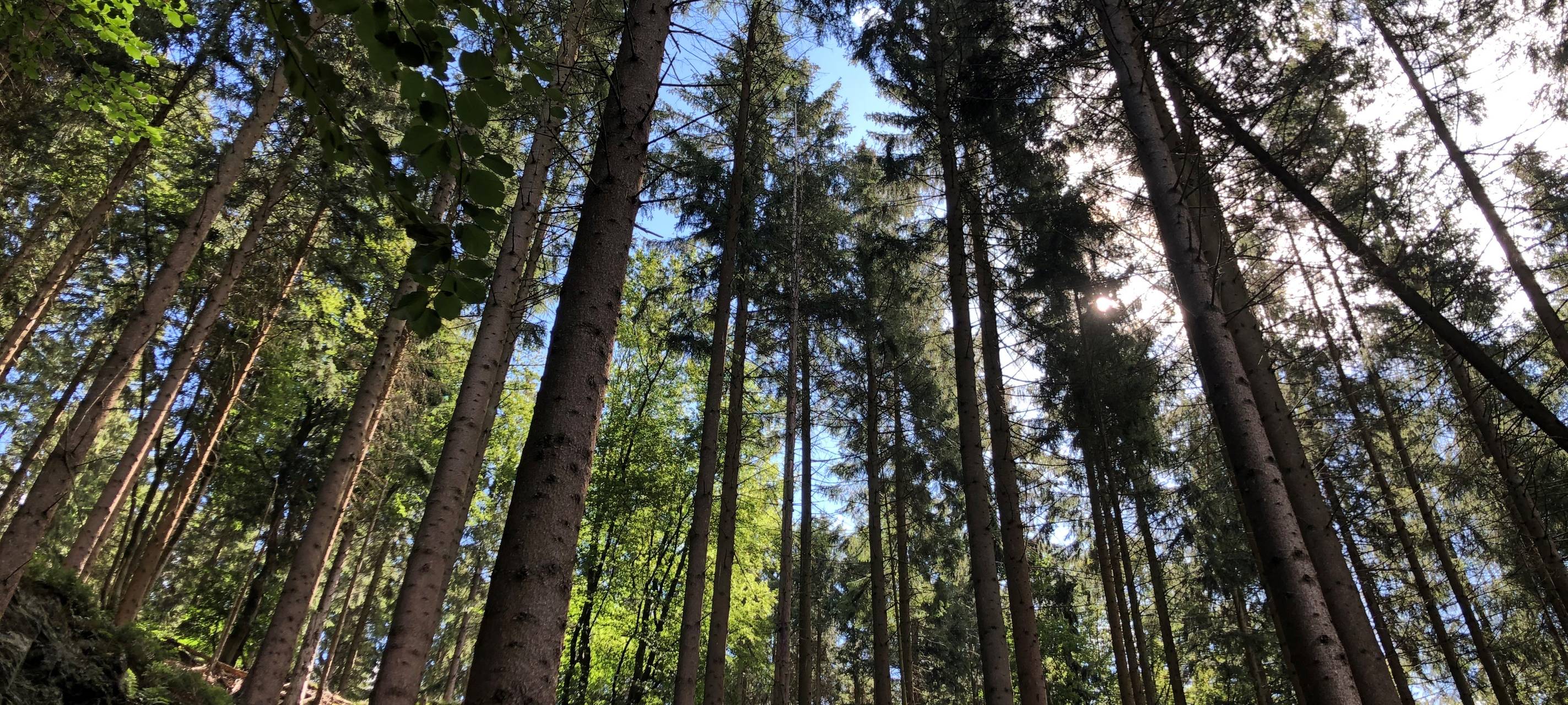 Projekt siedelt Schmetterlinge an und lichtet Eifel-Wälder