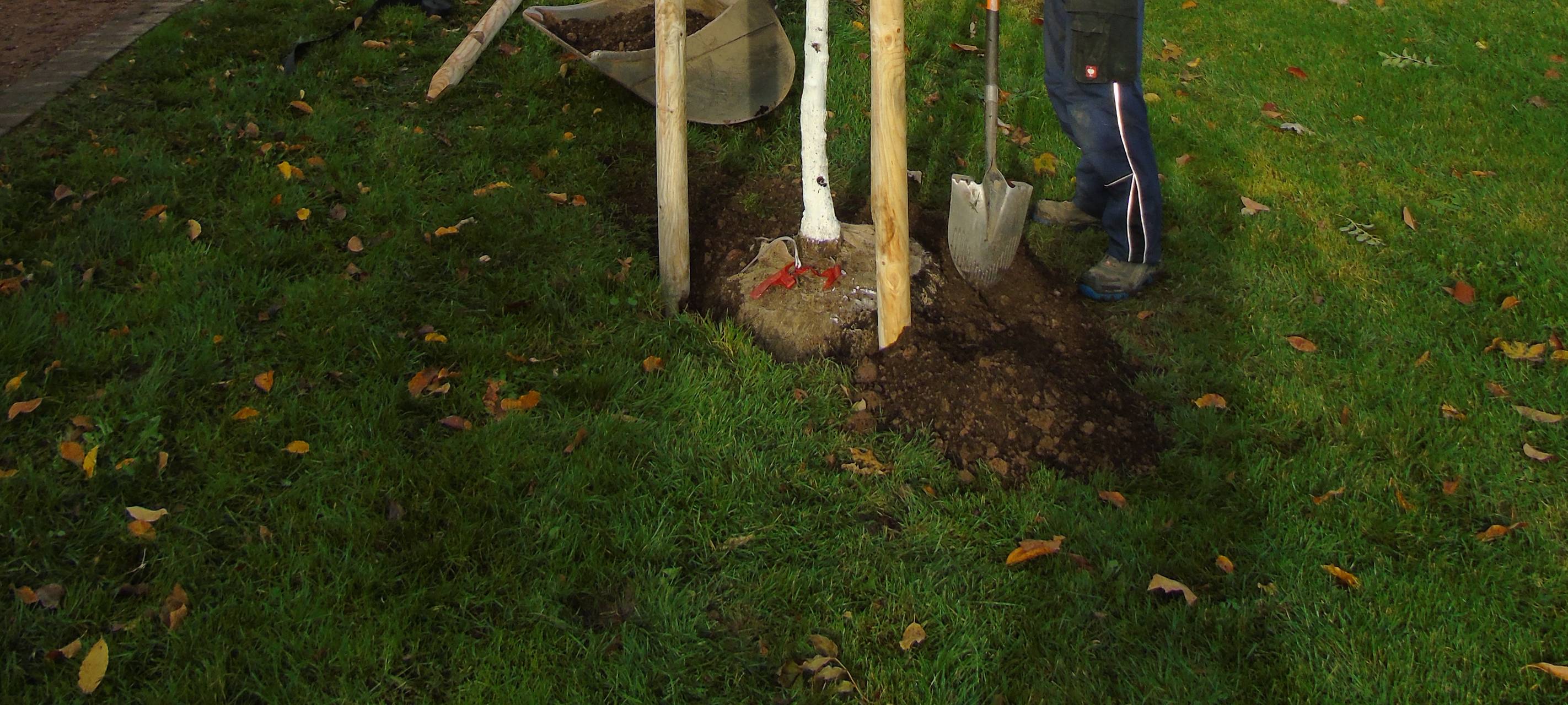 Mechernich pflanzt rund 80 neue Bäume