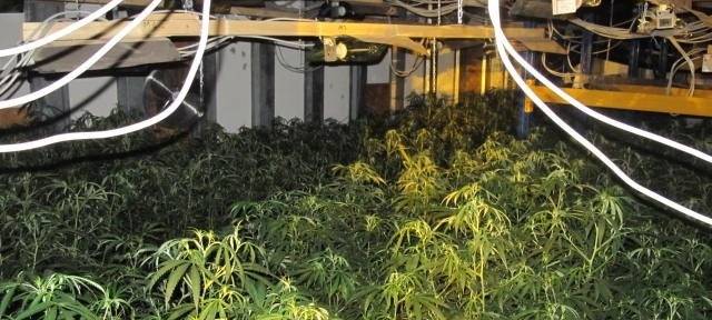 Cannabisplantage in Kuchenheim: Polizei hat Erfolg