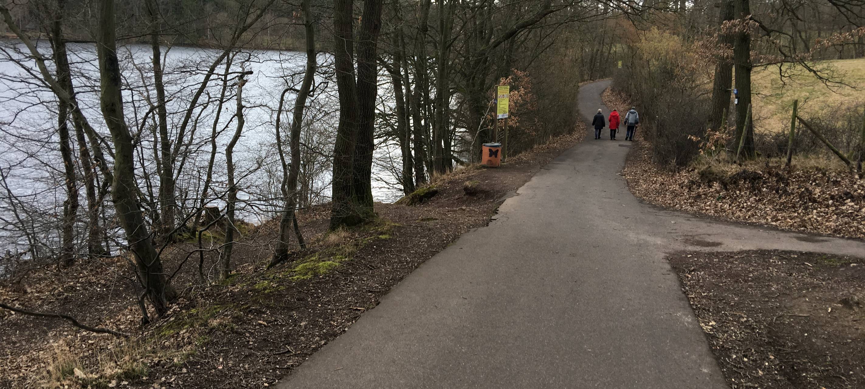 Kranke Fichten werden gefällt