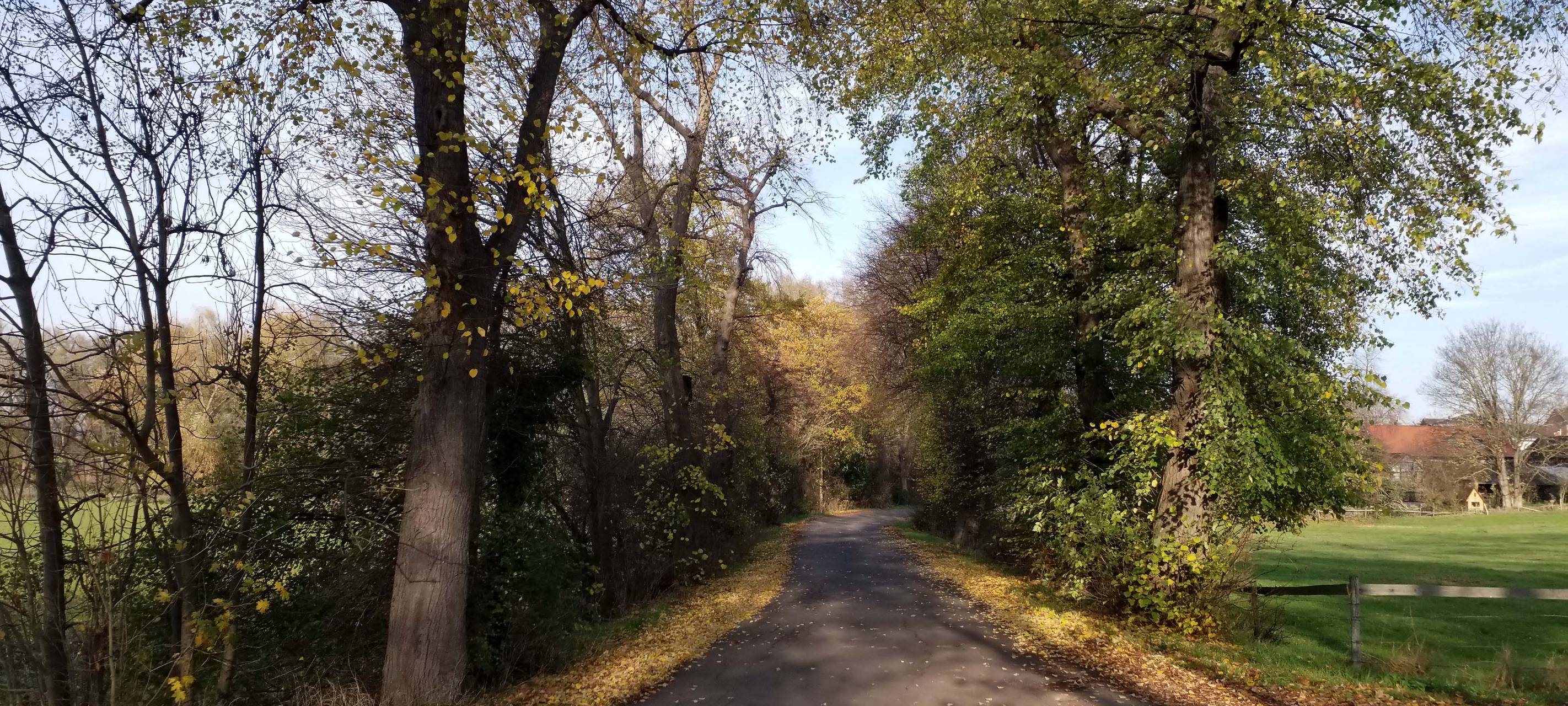 Baumfällung bei Derkum nötig
