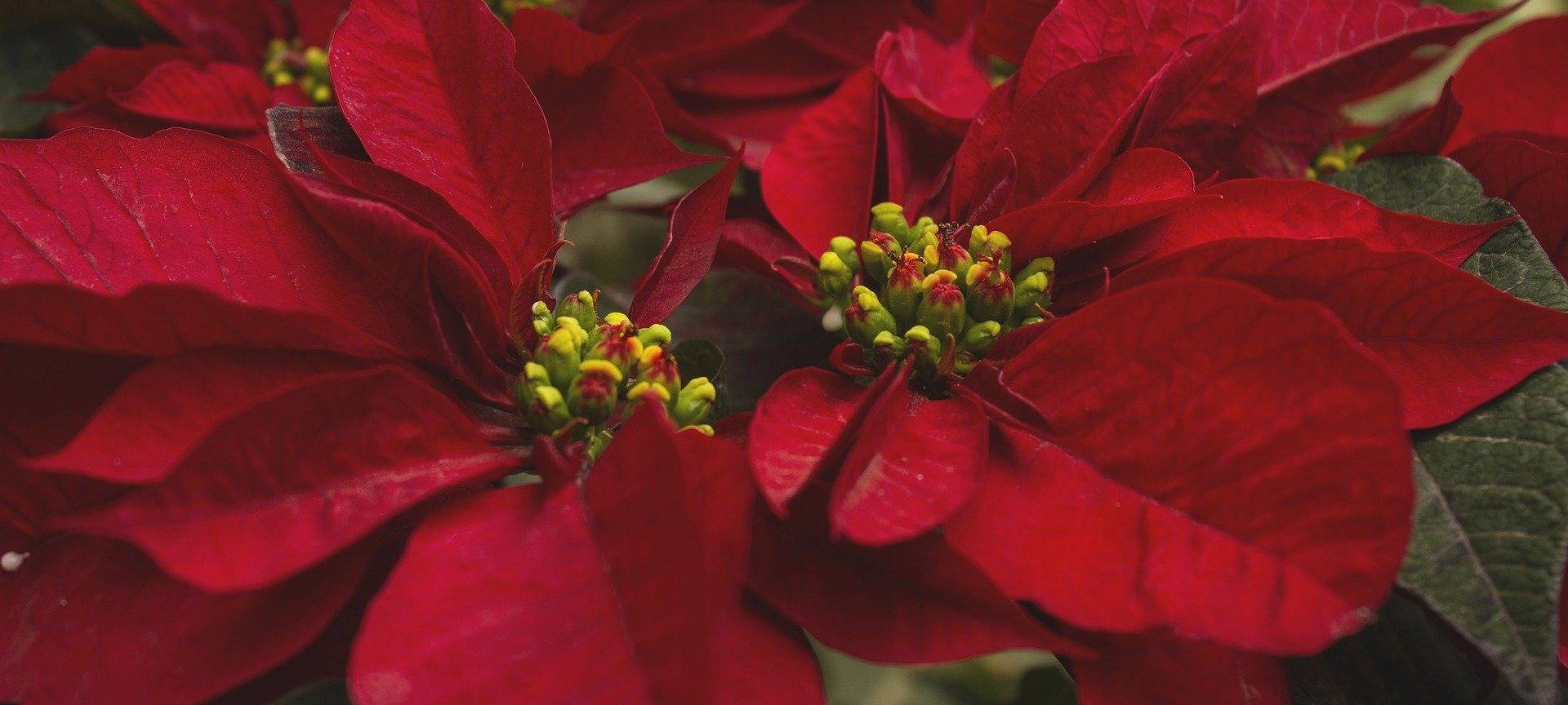 Kurz vor Weihnachten: Blumenläden dürfen offen bleiben