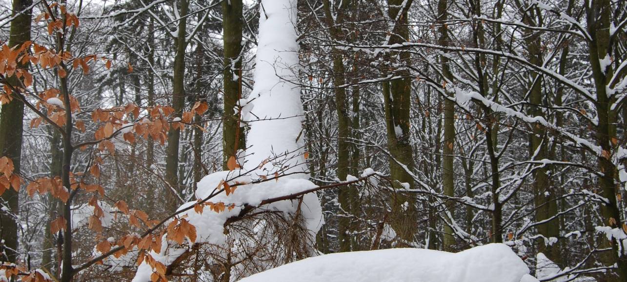 Noch zwei gesperrte Straßen wegen Schneebruch-Gefahr