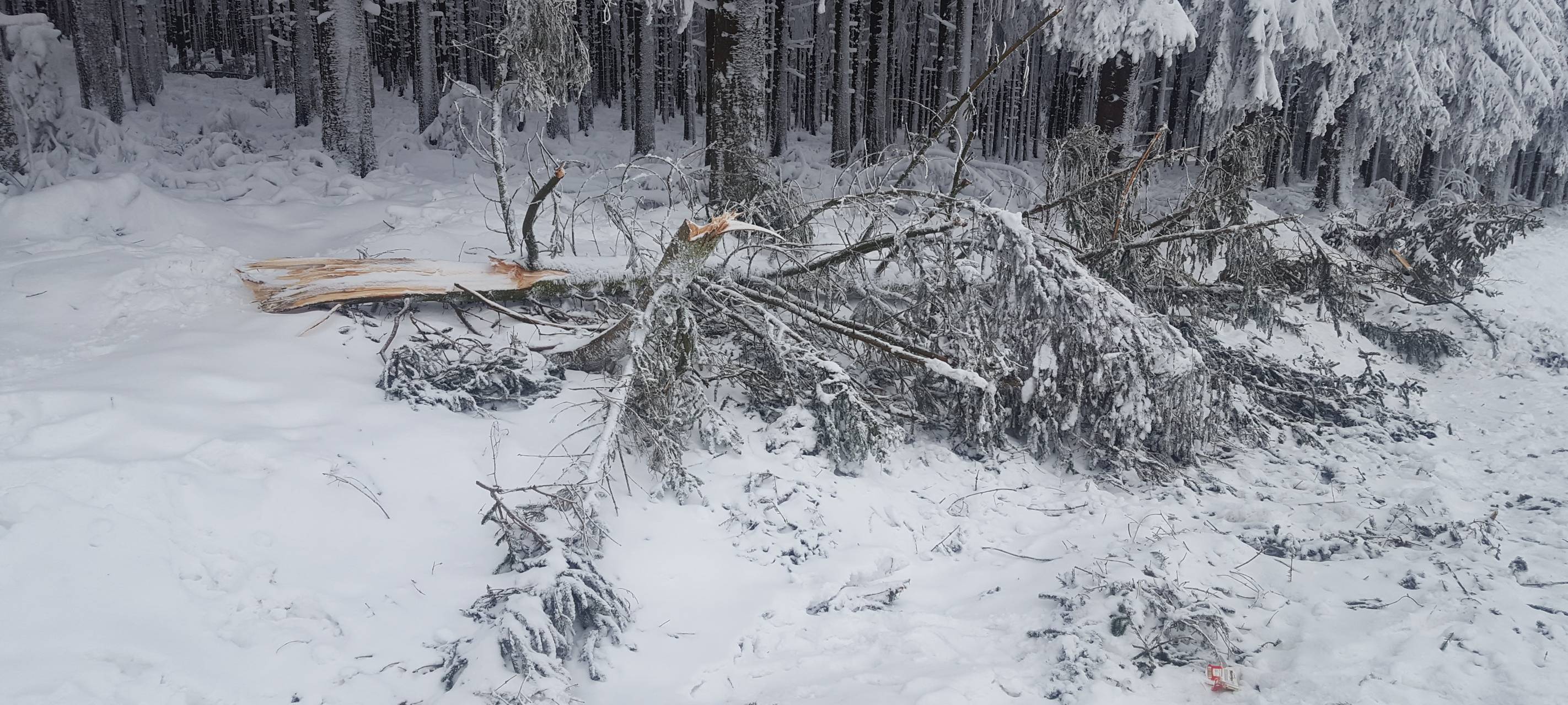 Weitere Straßen wegen Schneebruch-Gefahr gesperrt