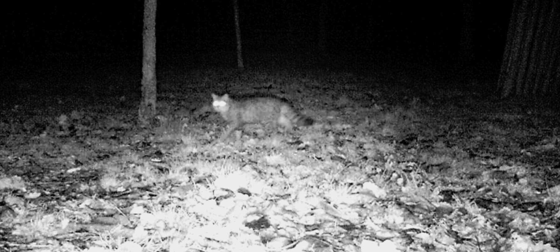 Wildkatze im Freilichtmuseum