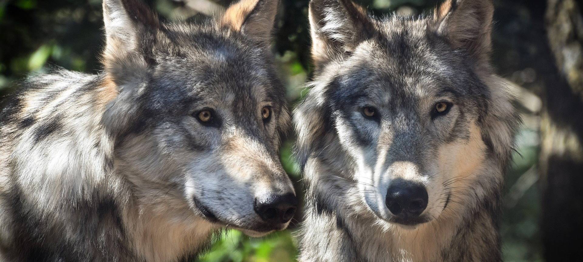 Schnelleres Wolfsmonitoring im Kreis Euskirchen