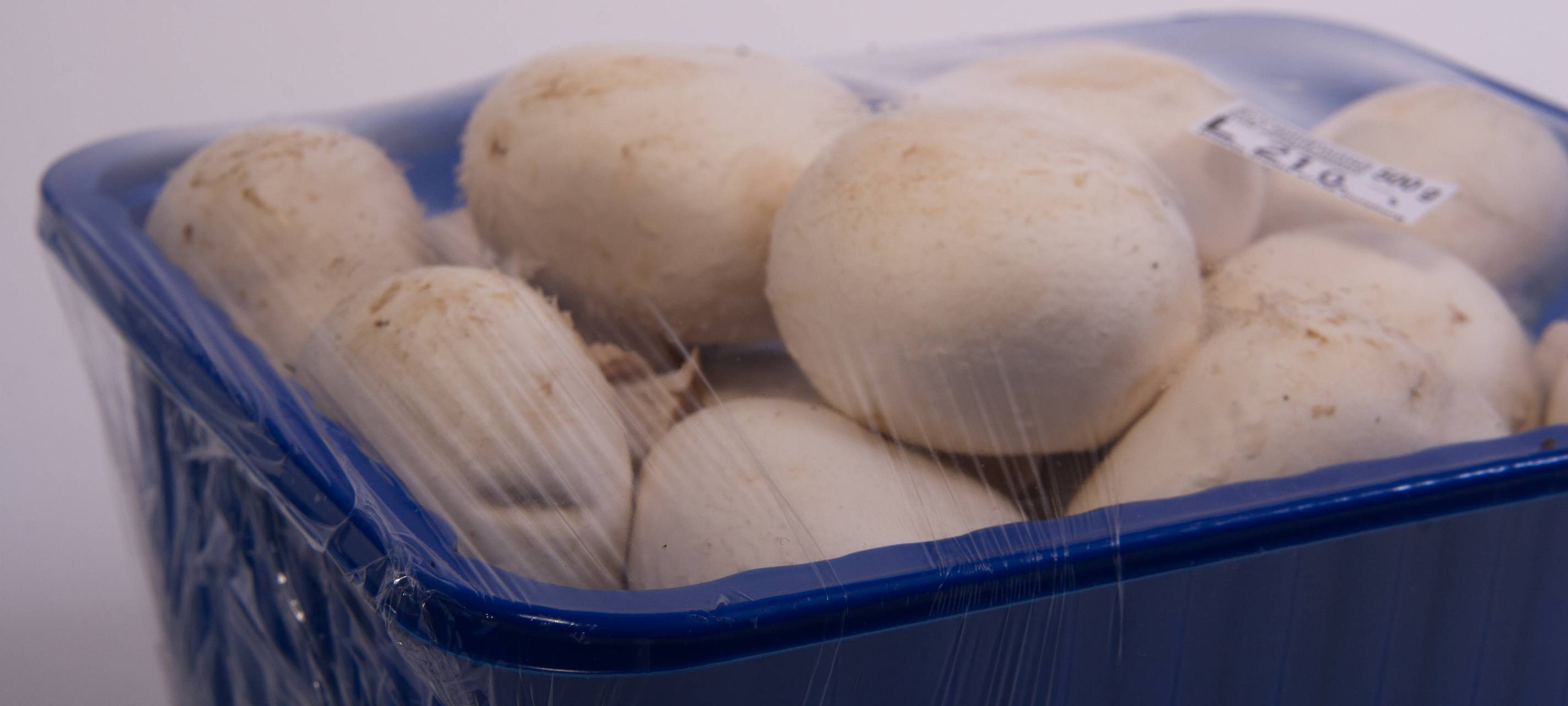 Widerstand gegen Pilzzucht wächst