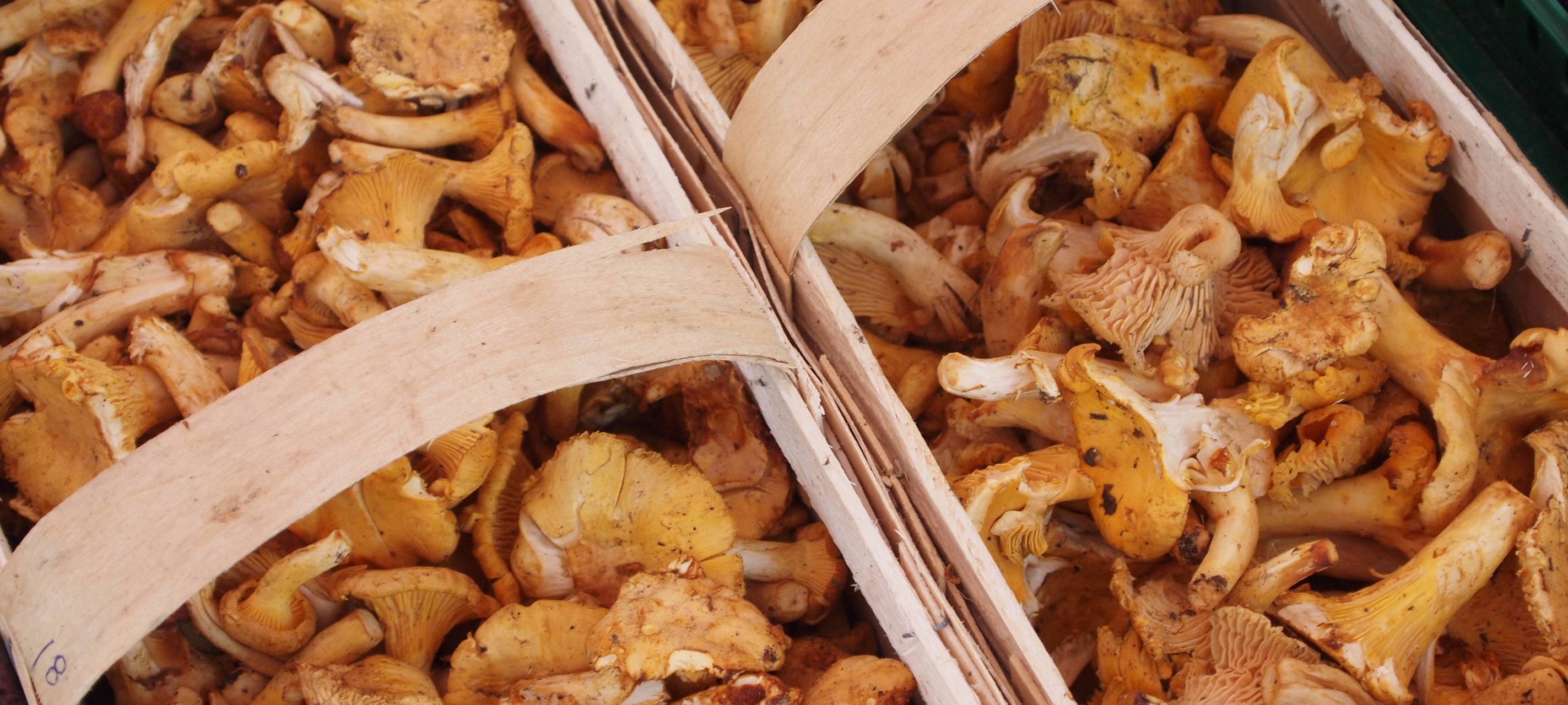 Vorsicht beim Pilze sammeln!