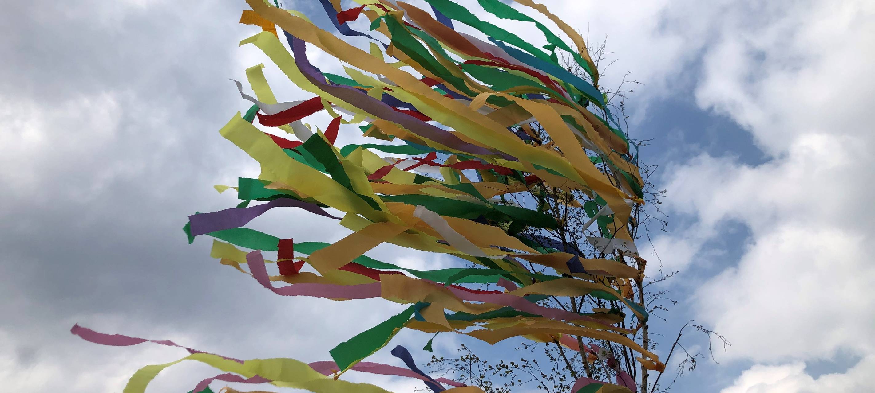 Birken für Maibäume in Euskirchen