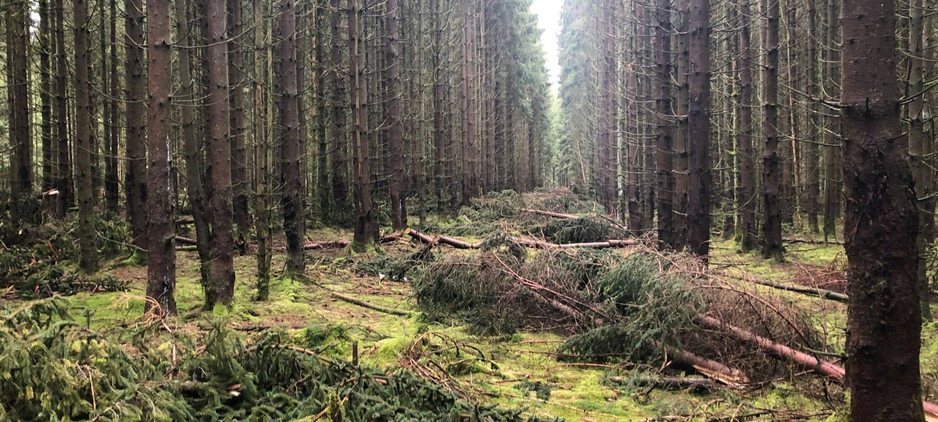 Regen tut Wald im Kreis gut