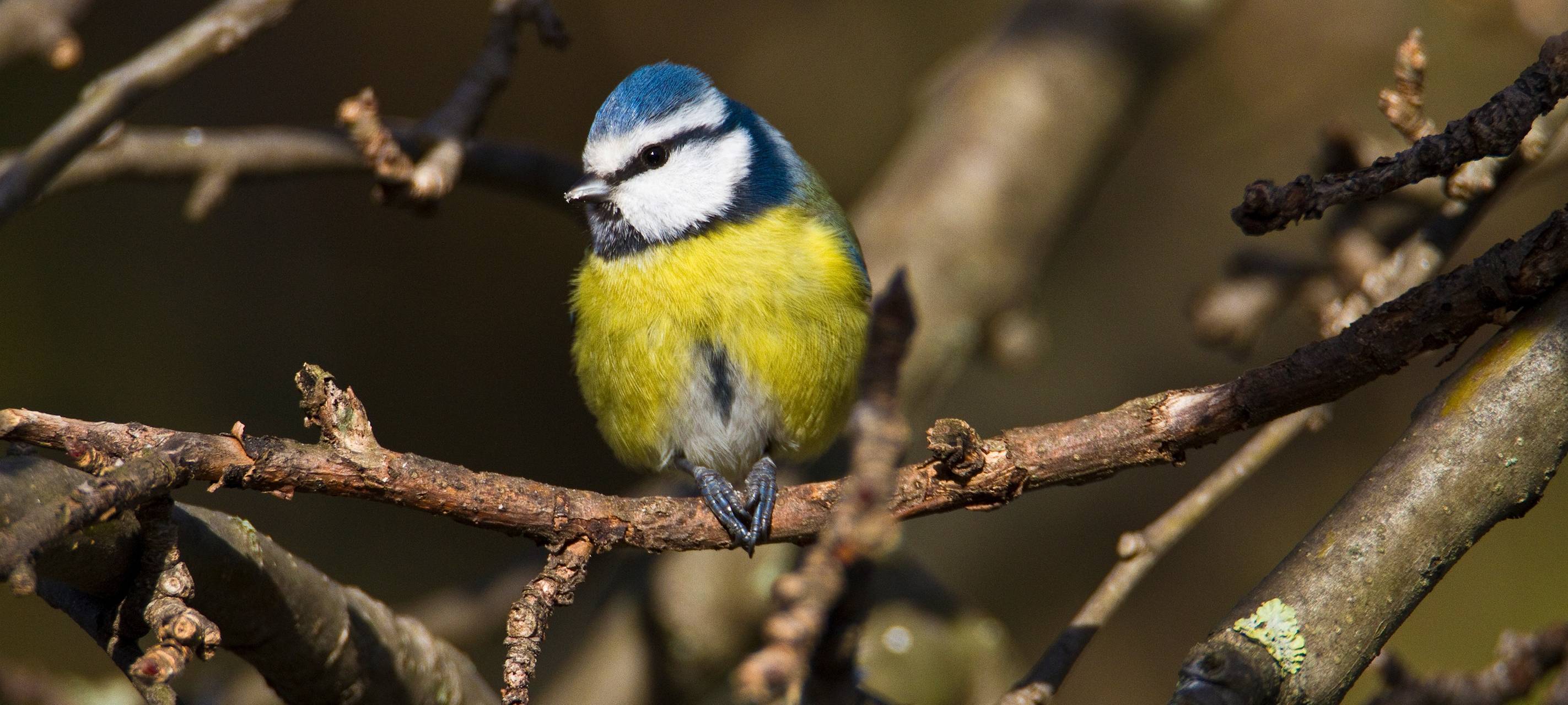 Meisen, Rotkehlchen oder Spatzen: Wo sind die Vögel?