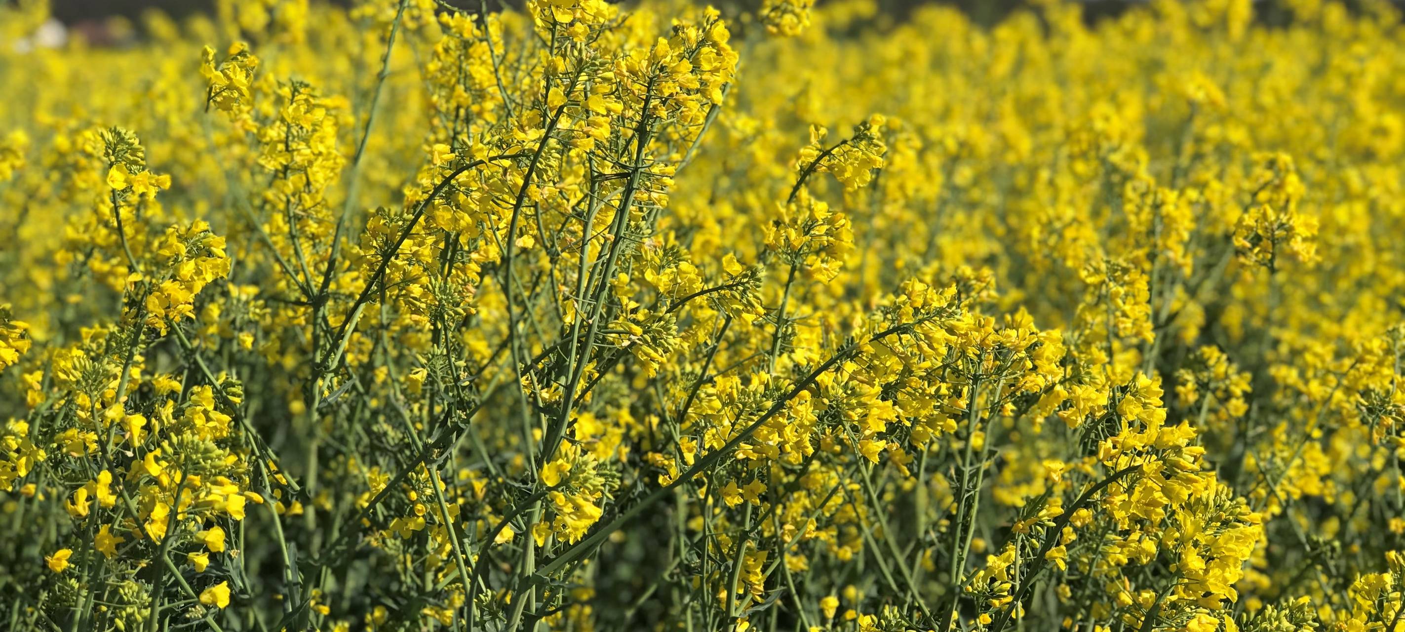 Pflanzen im Kreis Euskirchen kommen nur langsam in Schwung