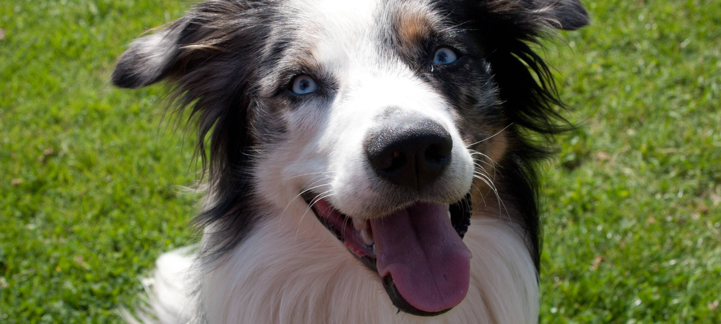 Deutliche Unterschiede bei der Hundesteuer