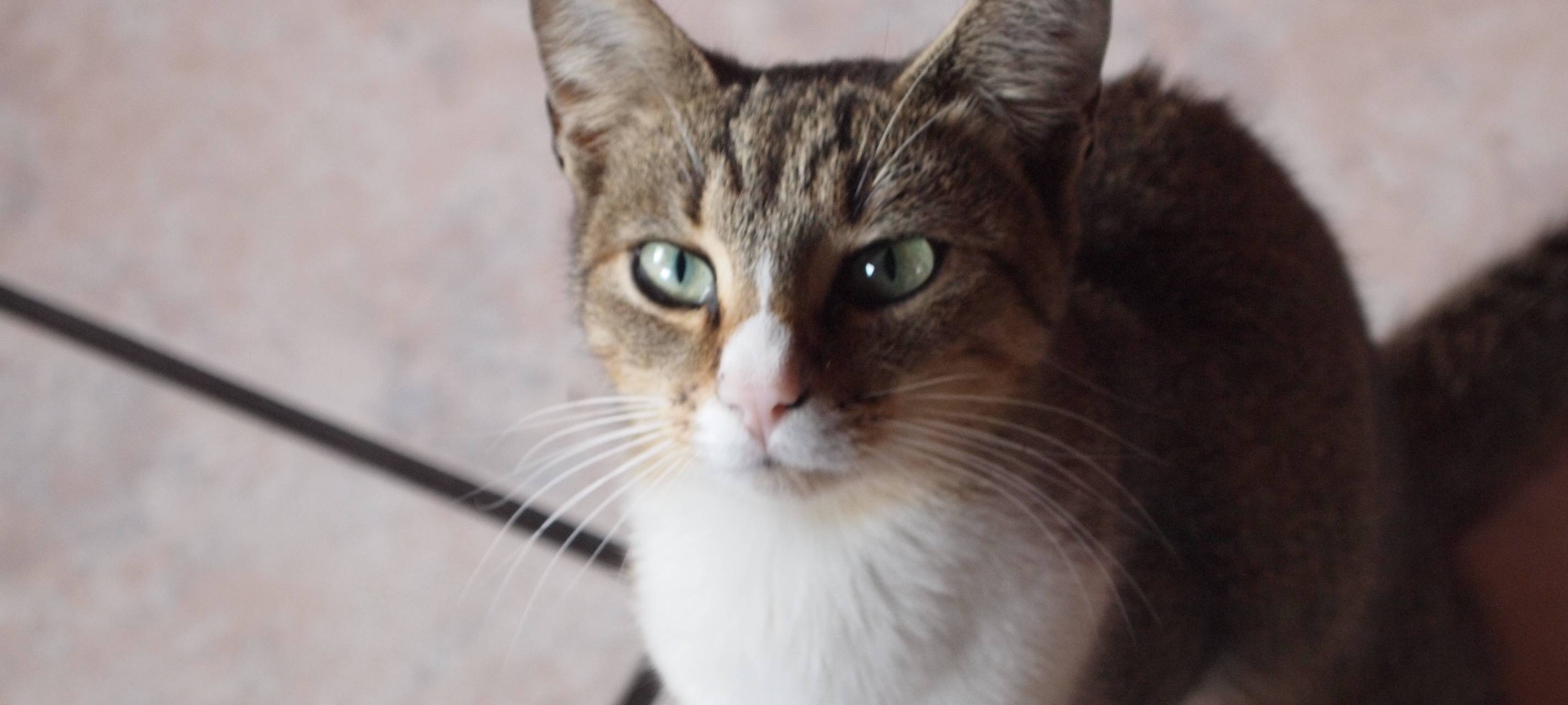 Zülpich: Katze angeschossen