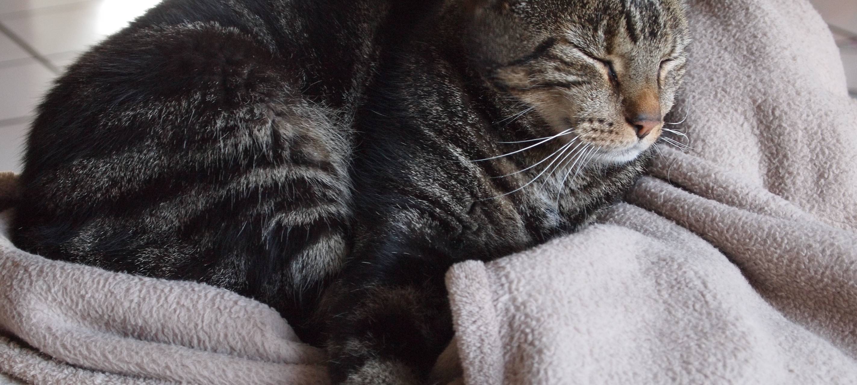 Tiere gehören nicht unter den Weihnachtsbaum