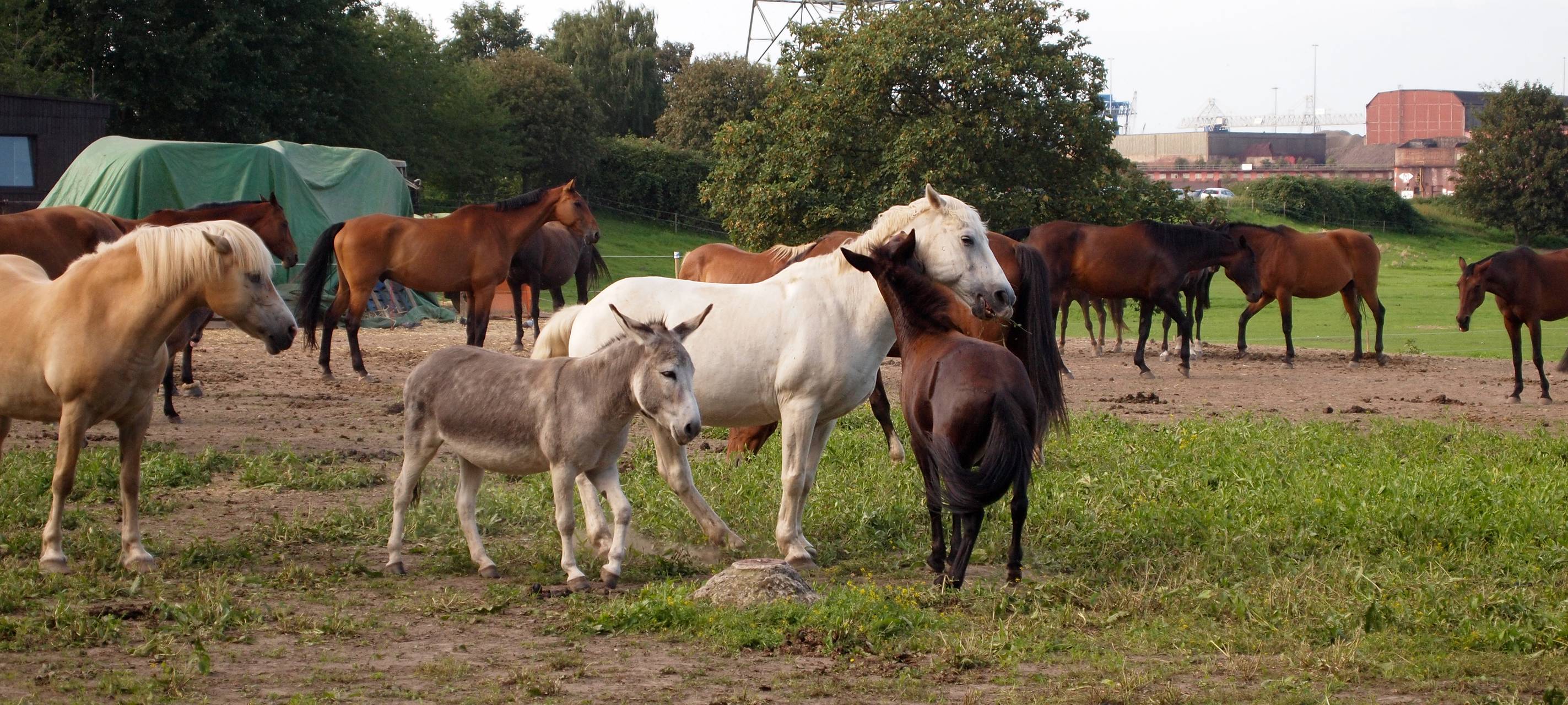 Tierhalter müssen einmal durchzählen