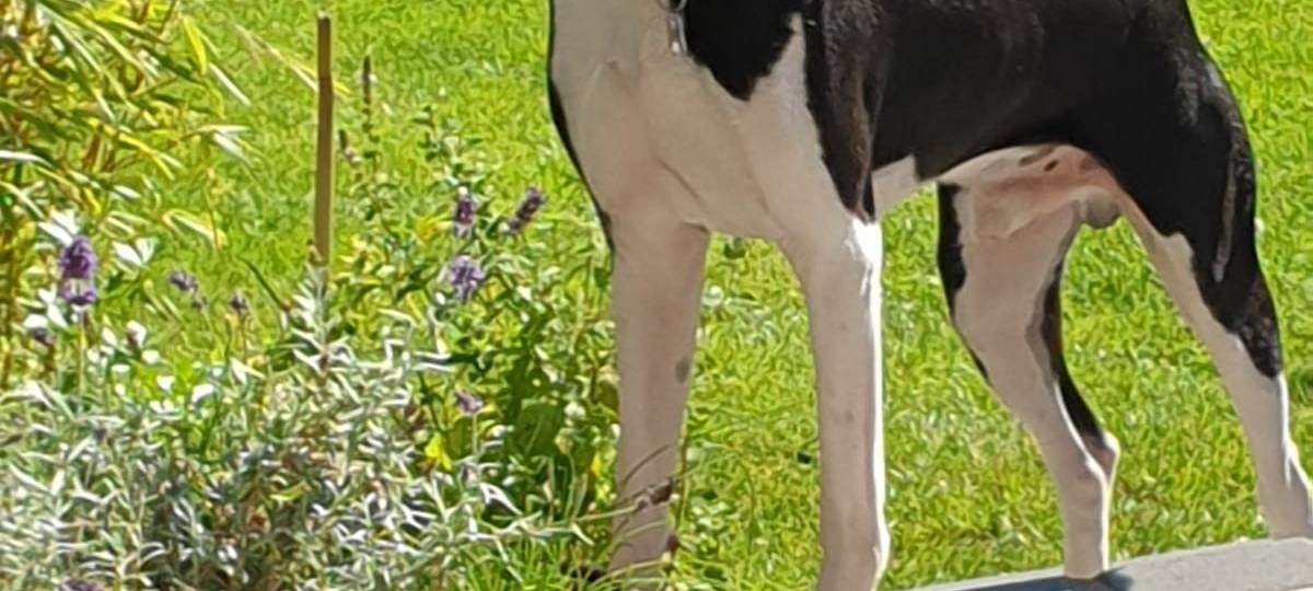 Forderung nach Ende der Hundesteuer