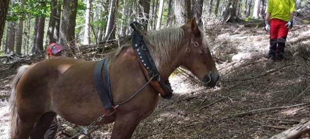 Forstbetrieb setzt Rückepferde ein