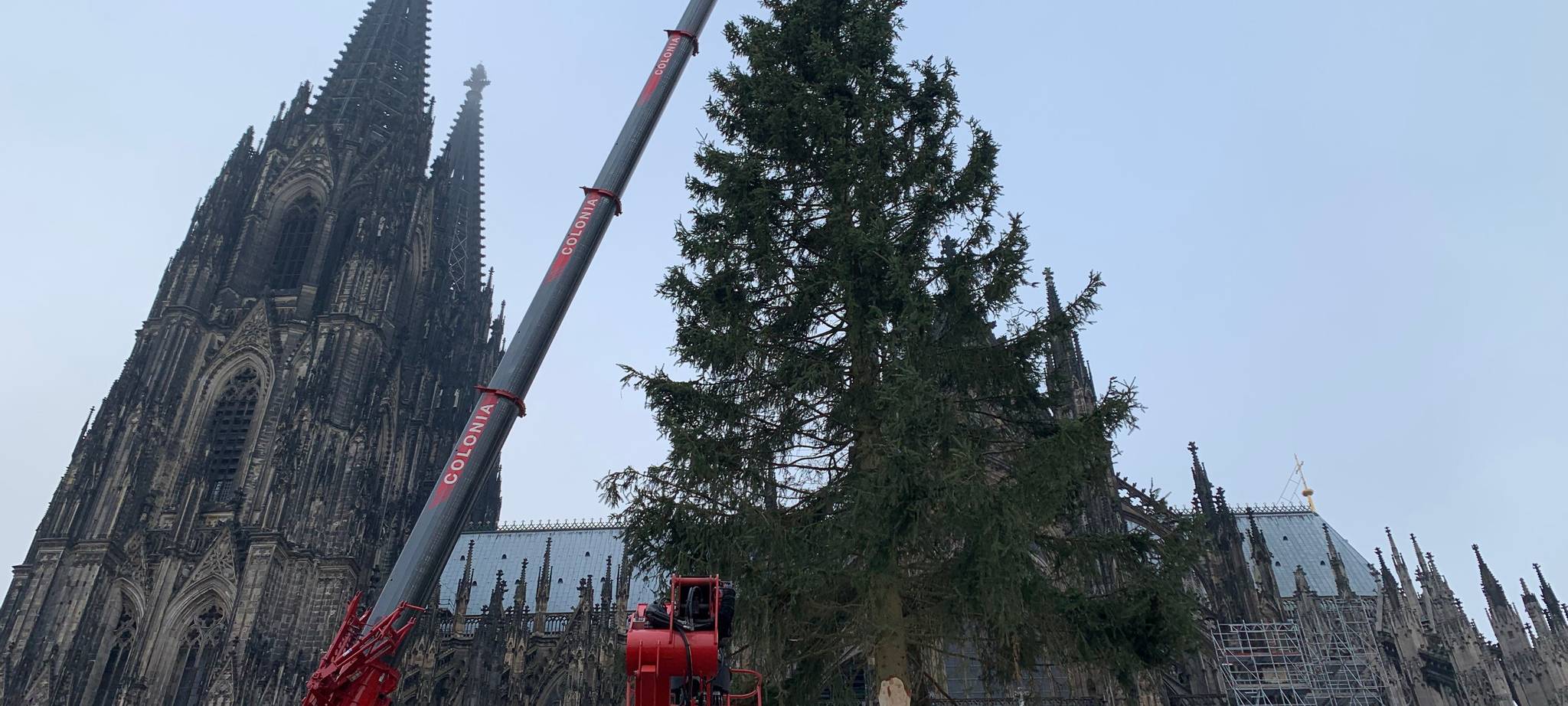 Nettersheimer Weihnachtsbaum in Köln angekommen