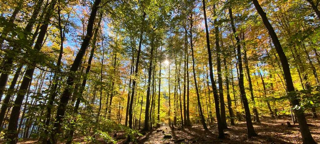 Bad Münstereifel bereitet Stadtwald auf Klimawandel vor