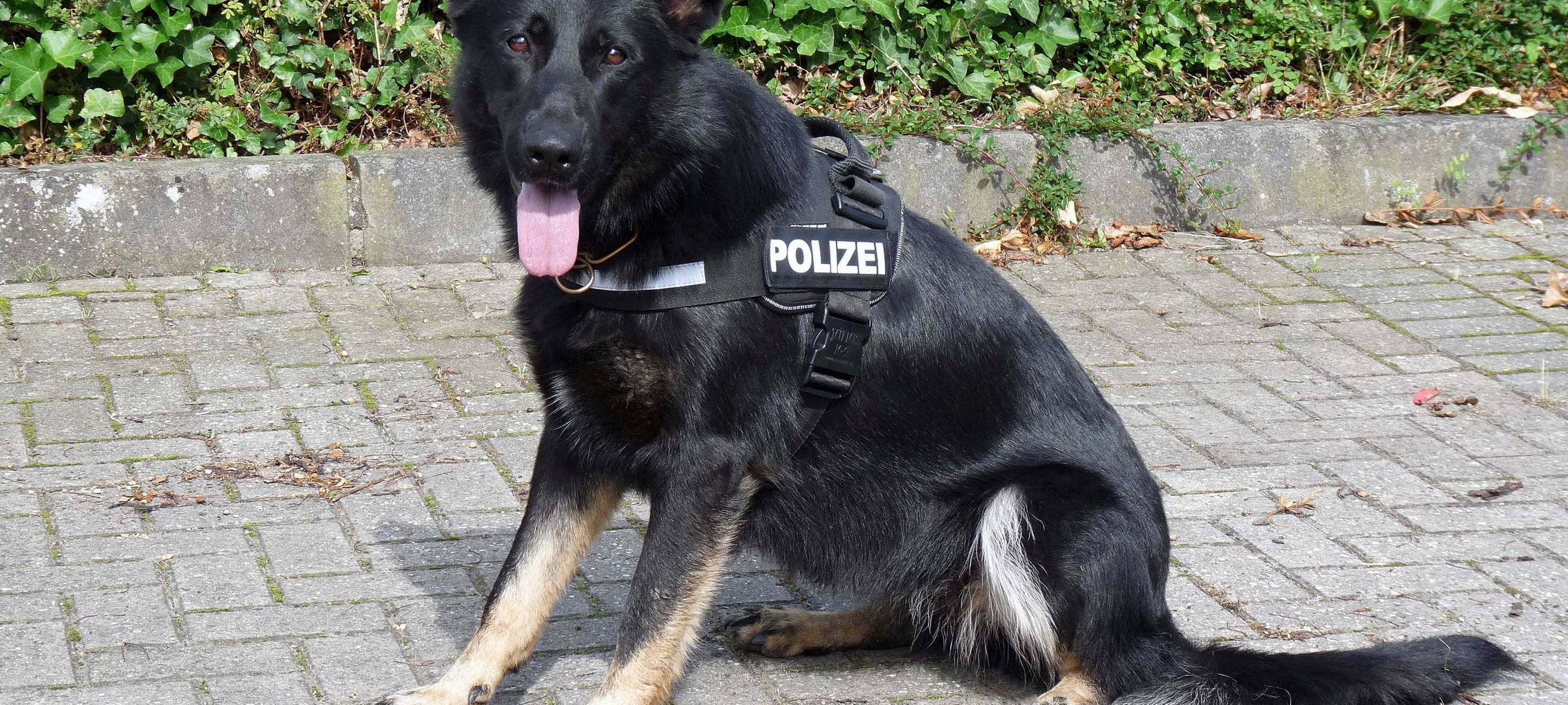 Diensthündin Ulla erfolgreich