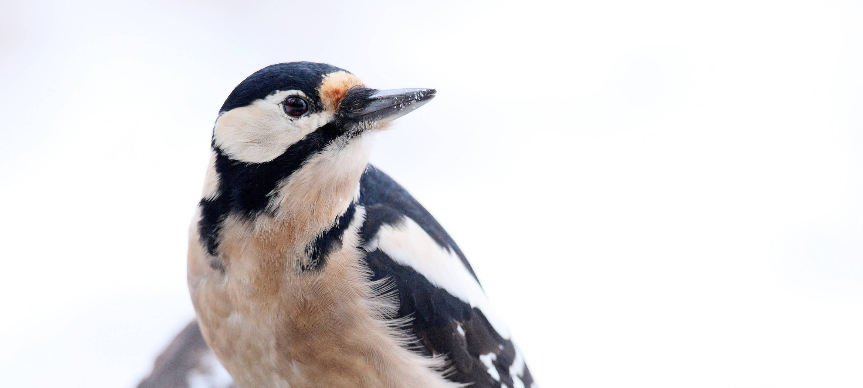 Stunde der Wintervögel - Zählung des NABU