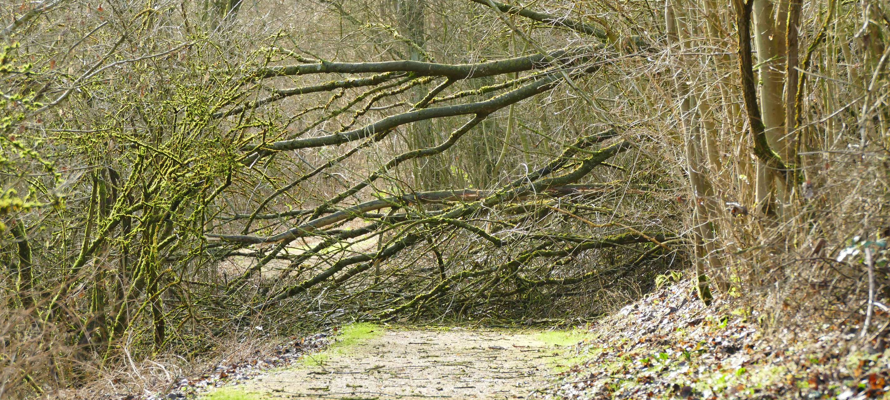 Lebensgefahr in Wäldern nach Sturm