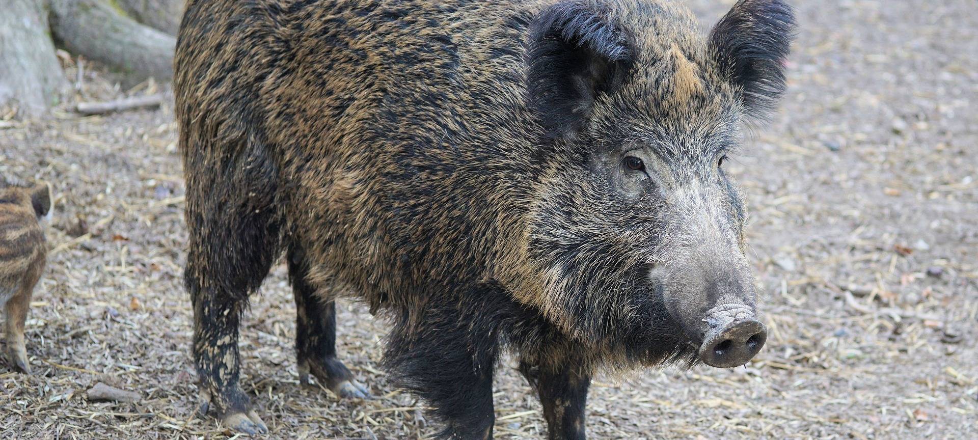 Wildunfall - Wildschwein läuft auf die Straße