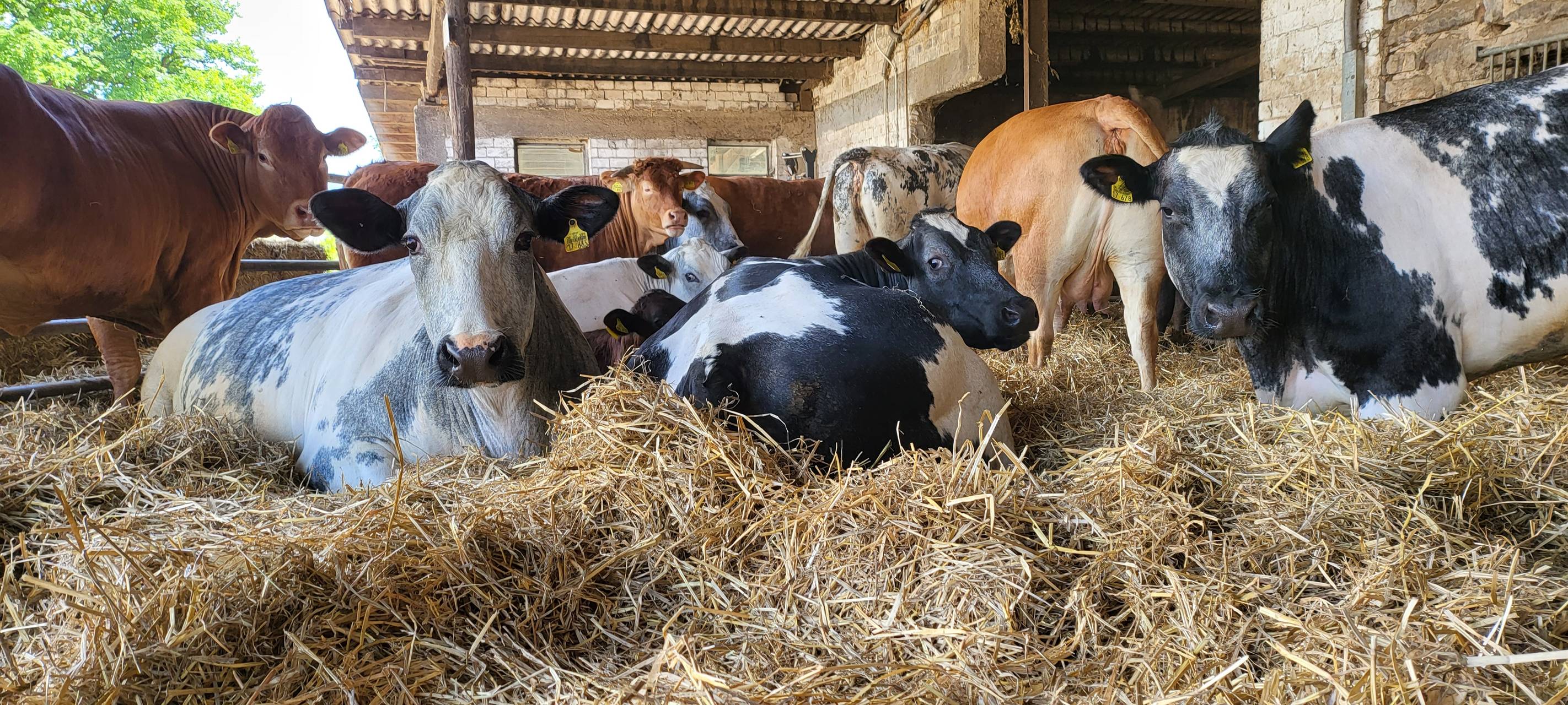 Neuer Milch-Vertrag in Bad Münstereifel geschlossen