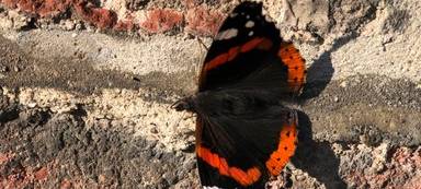 Schmetterlinge beobachten und melden