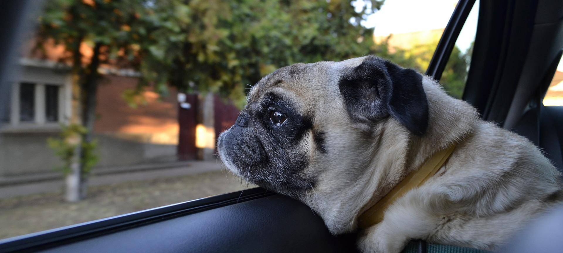 Hund im heißen Auto zurückgelassen