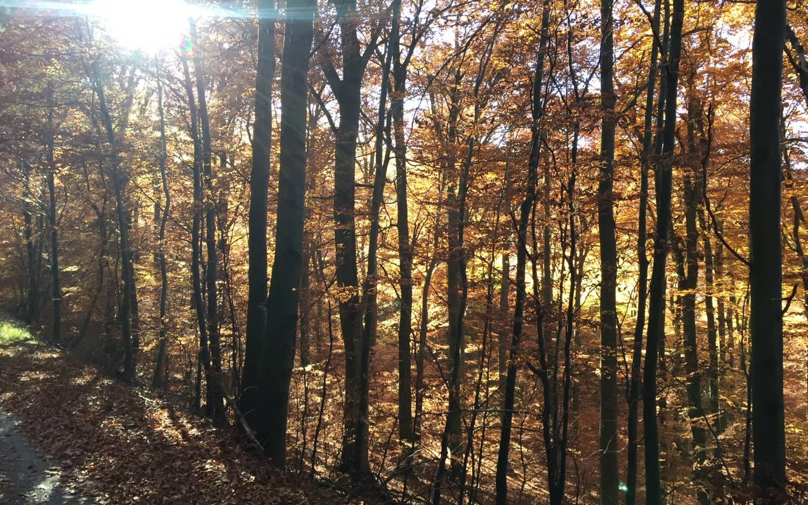 Kreis Euskirchen: Bäume verlieren früh Laub