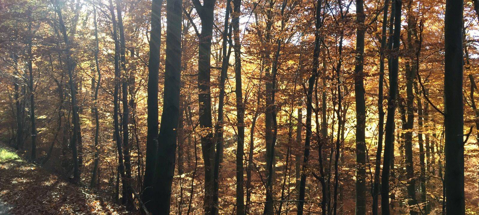 Wirtschaftswege im Nationalpark nicht mehr nötig