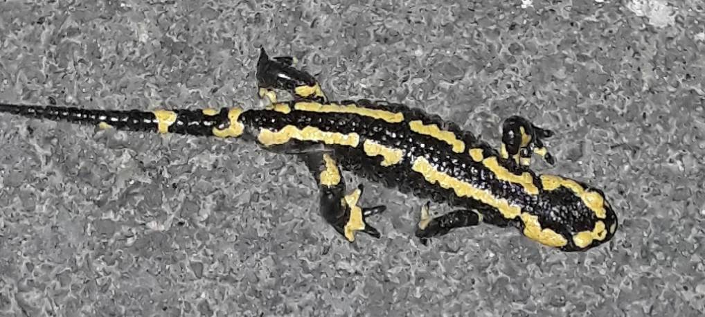 NABU Euskirchen: Schutz für bedrohte Salamander