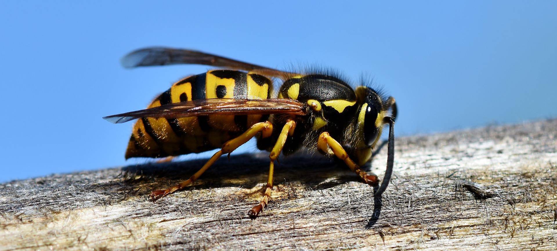 Wespen treiben Besucherzahlen in die Höhe