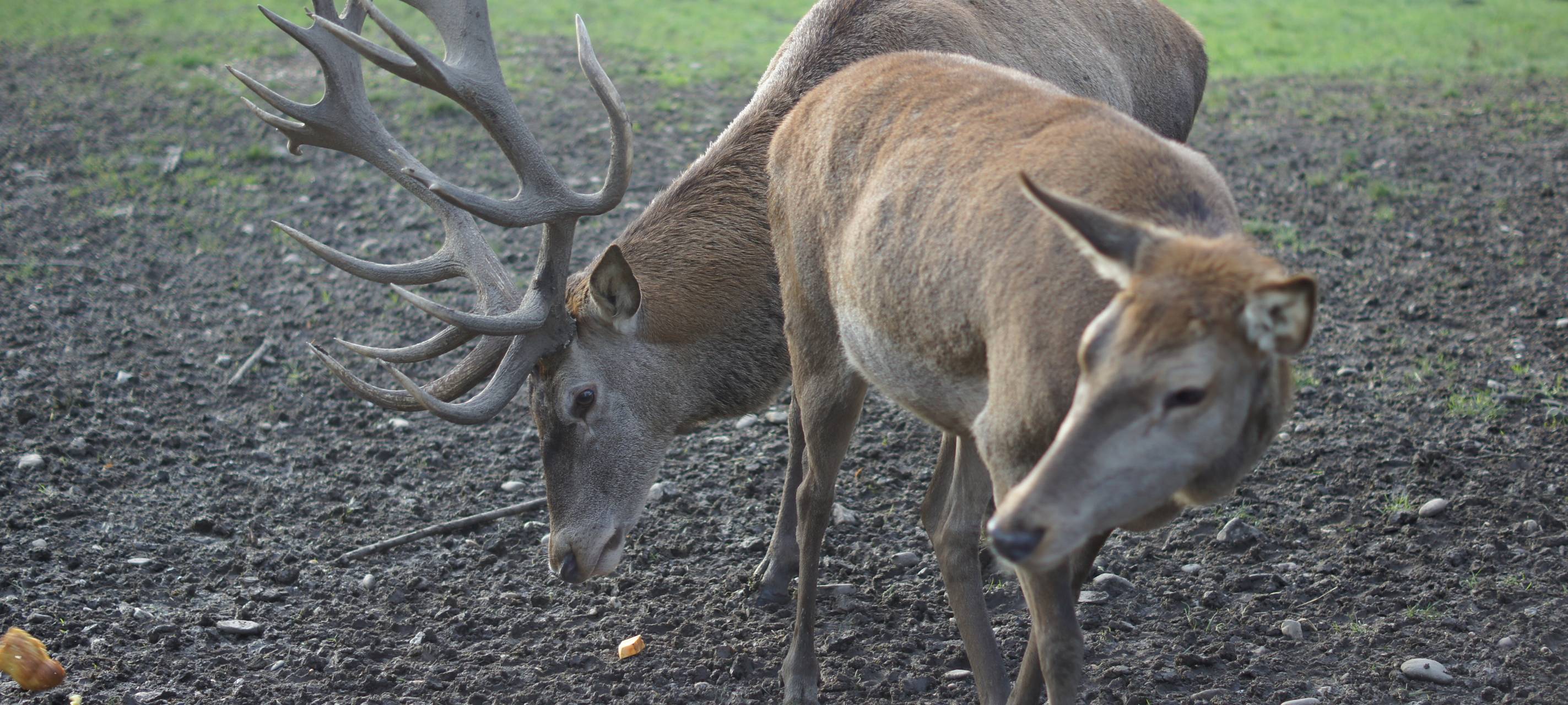 Aktuell hohe Gefahr für Wildunfälle