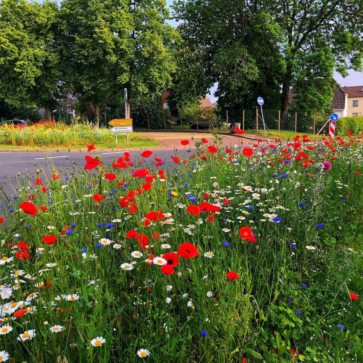 Zülpich für mehr Artenvielfalt - Radio Euskirchen