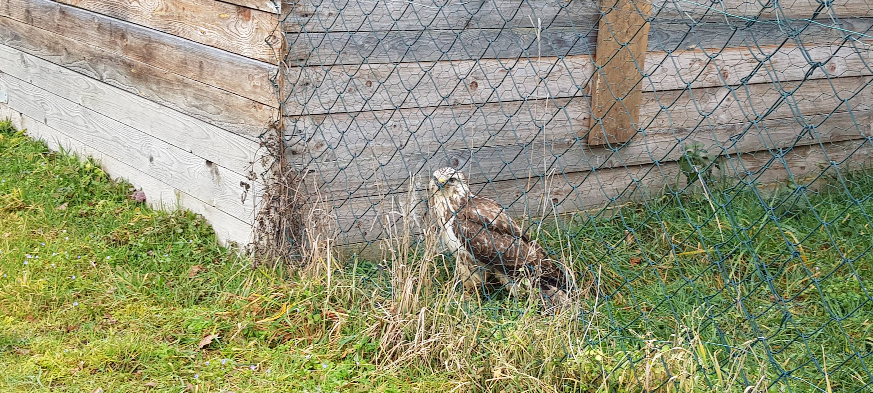 Greifvogelhilfe Voreifel