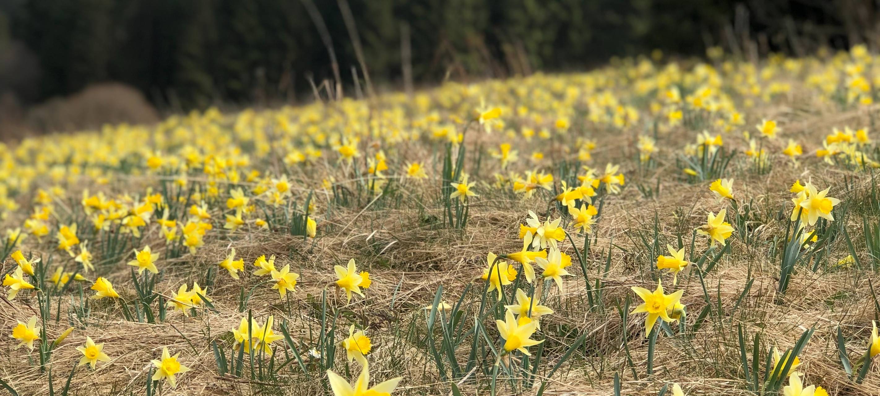 Bald blühen die Osterglocken in Hellenthal