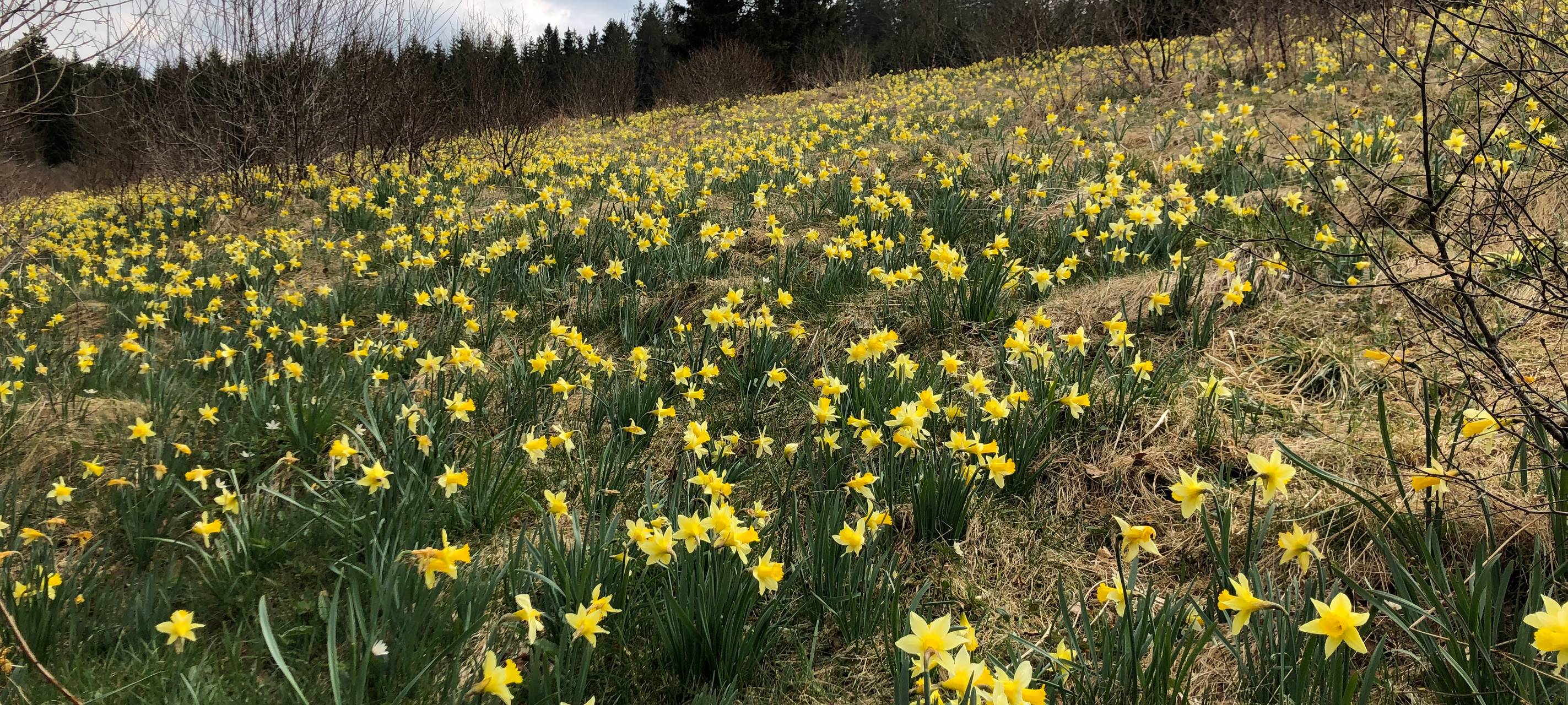 Narzissen: Hellenthal ehrt Geobotaniker mit Gedenktafel