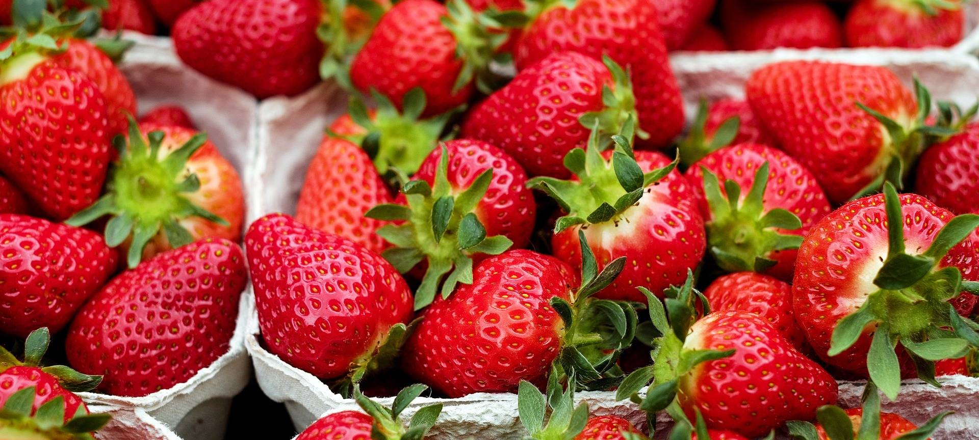 Saisonbeginn: Erdbeeren leiden unter Hagel und Frost