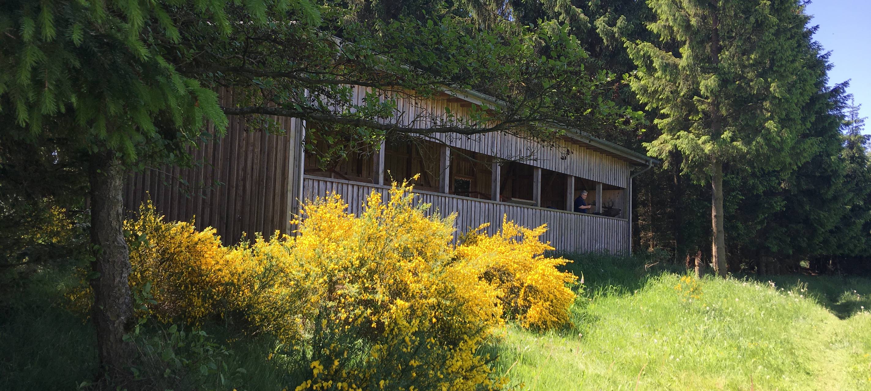 Viel Programm zum Ginsterblütenfest