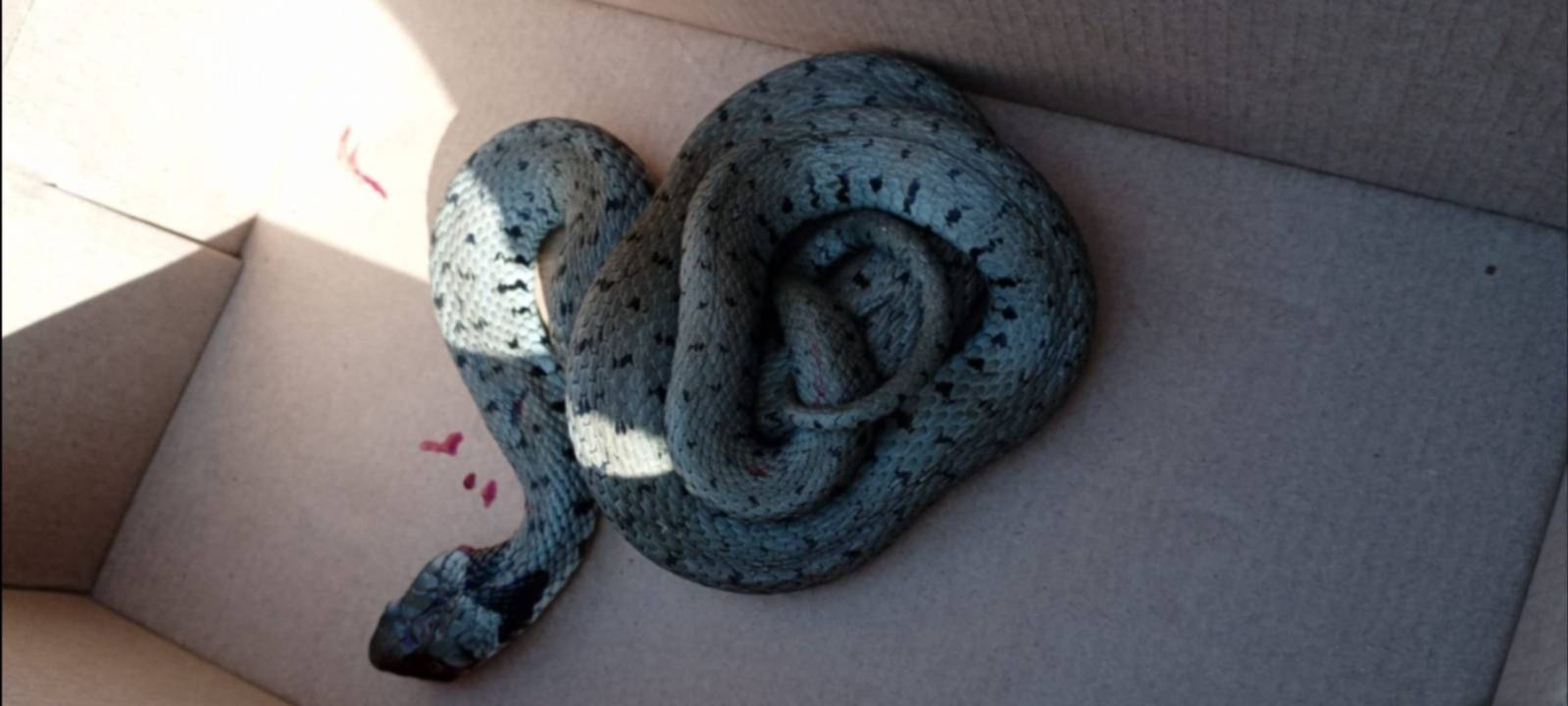 Juntersdorf: 1,40m Schlange im Haus