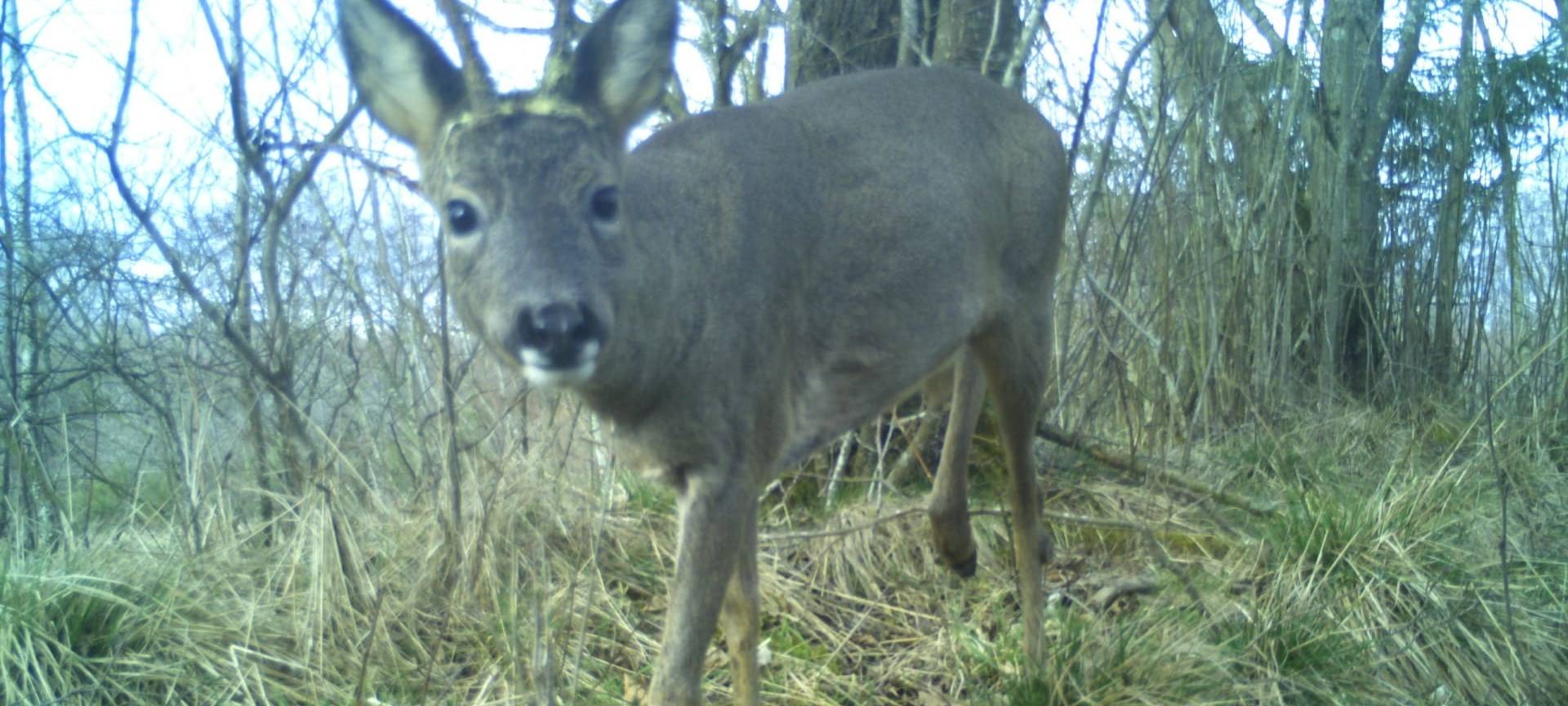 KI hilft bei Wildtier-Zählung im Nationalpark