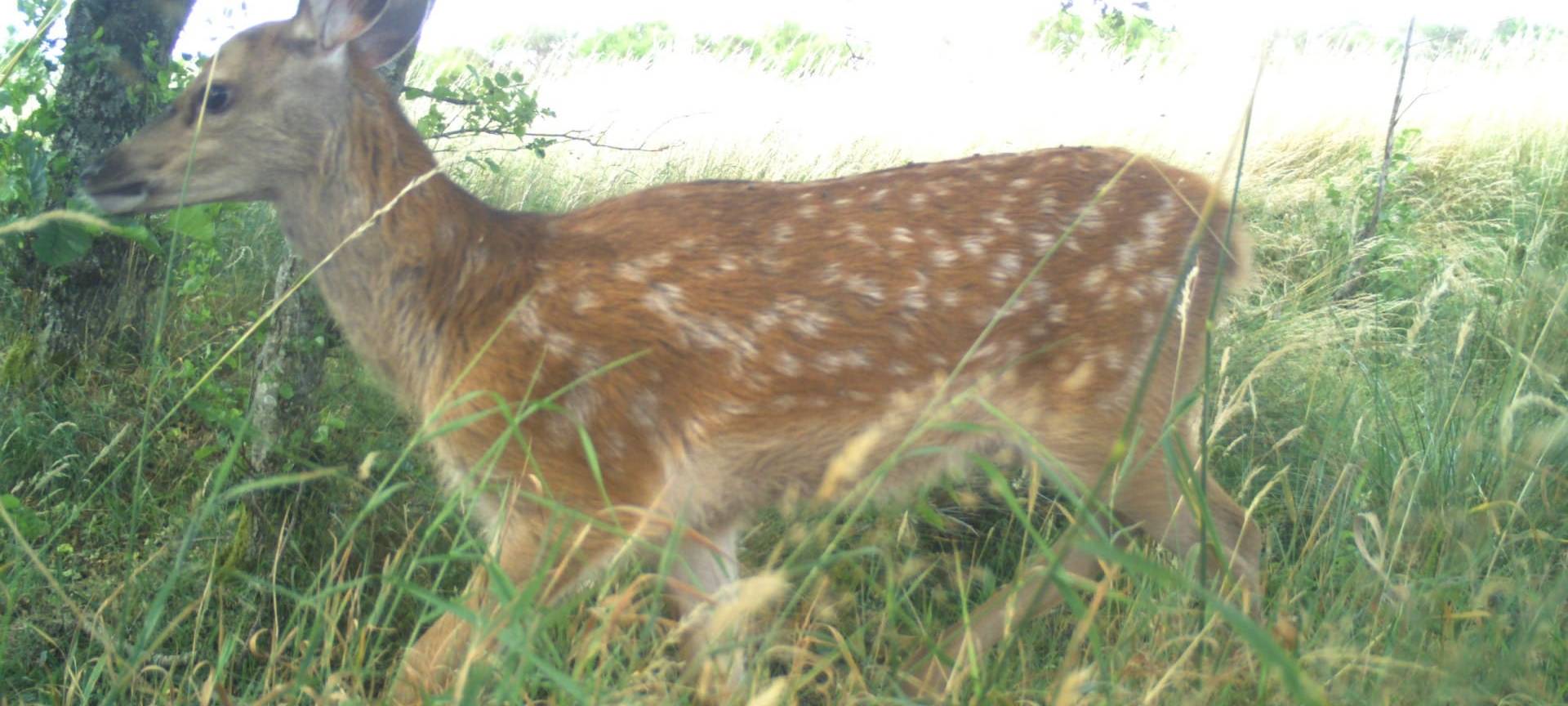 KI hilft bei Wildtier-Zählung im Nationalpark