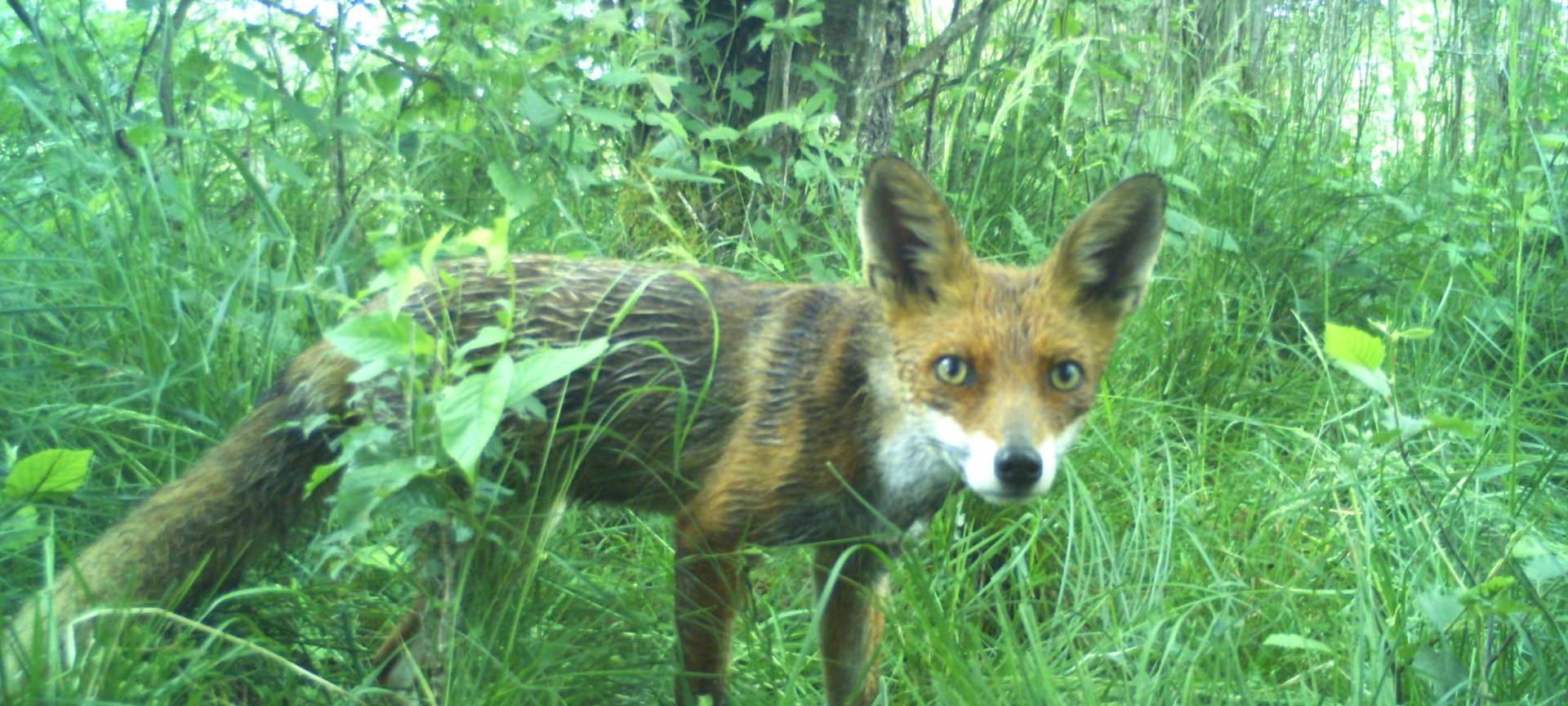 KI hilft bei Wildtier-Zählung im Nationalpark