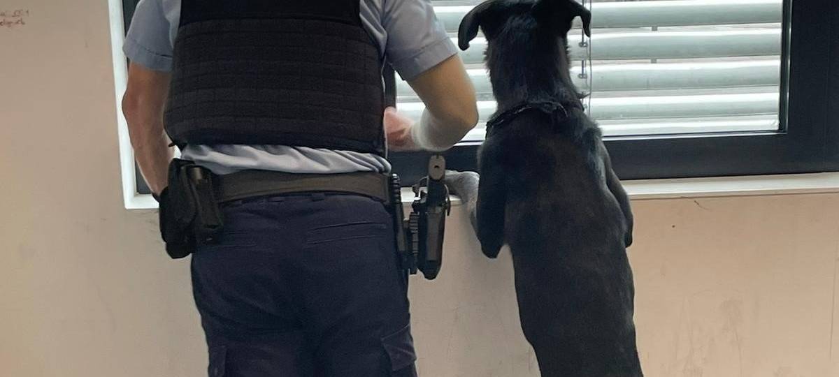 Hund reist allein im Zug nach Köln