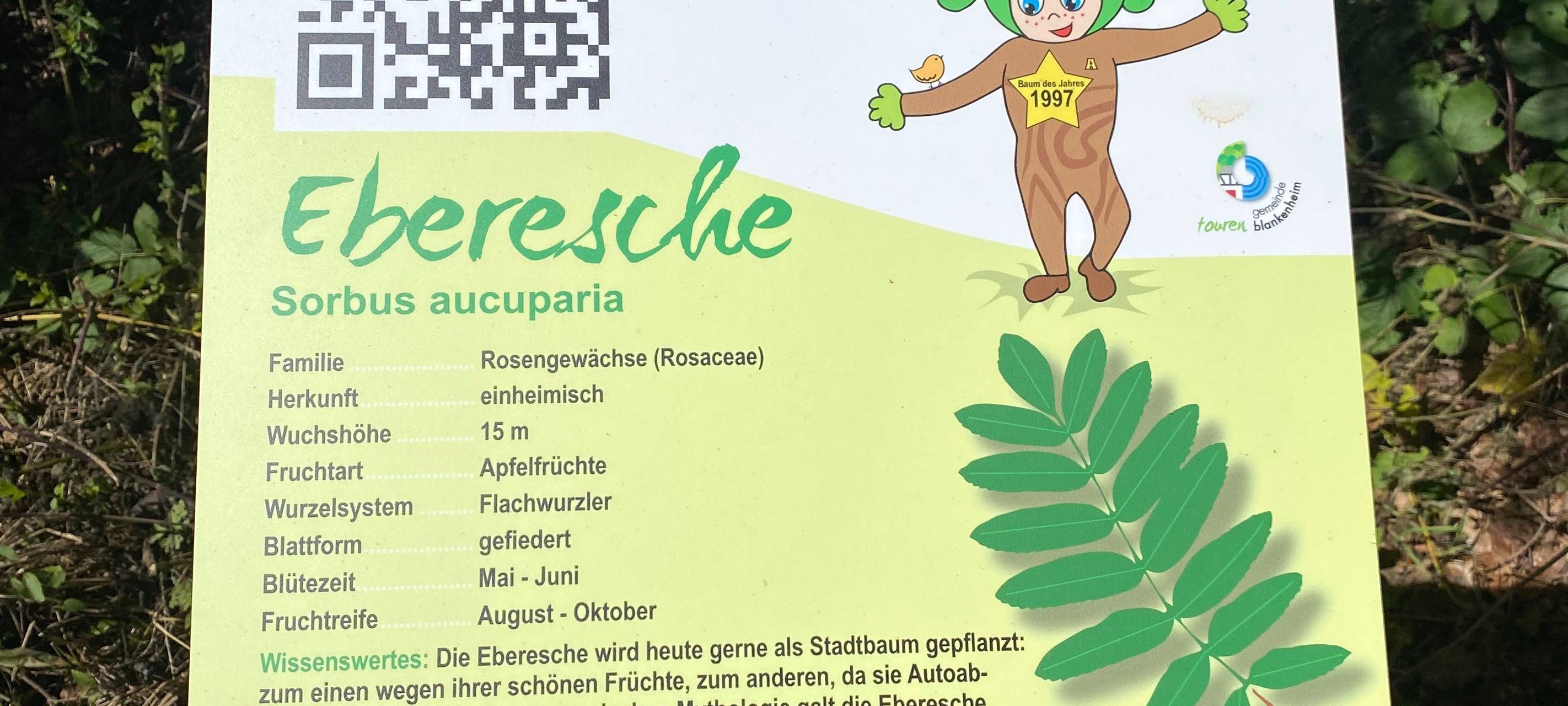 Waldlehrpfad Freilingen mit neuen Tafeln